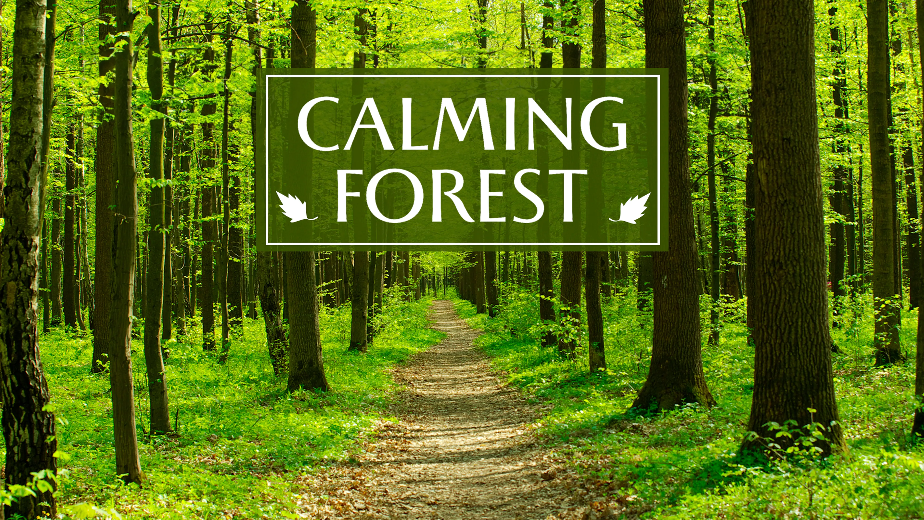 Calming Forest poster
